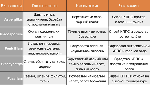 Виды плесени, характеристики, методы борьбы